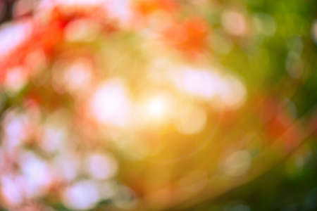 Warm yellow golden color tone blurred nature background. Abstract natural color background. Natural Bokehの写真素材