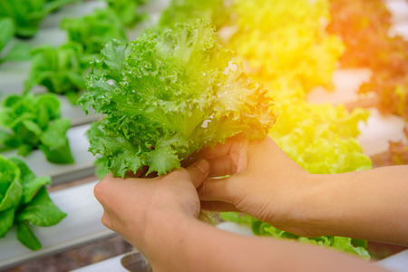 Farmer collect green hydroponic organic salad vegetable in farm, Thailand. Selective focusの写真素材
