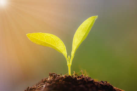 Growing young plants with sunlight. Selective focus.の写真素材