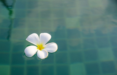 Tropical flowers of Plumeria in swimming pool. Selective focusの写真素材