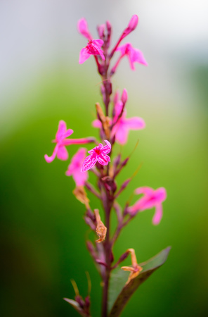 Pink flower with blurred nature background. Selective focus.の写真素材