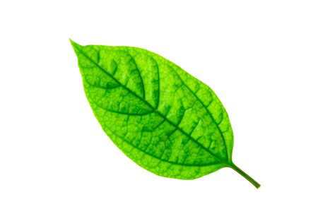 Green leaf isolated on white background.