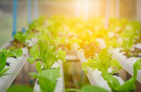 Green hydroponic organic salad vegetable in farm, Thailand. Selective focus