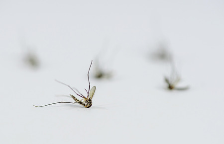 Dead mosquito isolated on white background. Selective focus.の写真素材