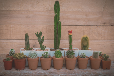 Cactus in pot on wooden table. Vintage toneの写真素材