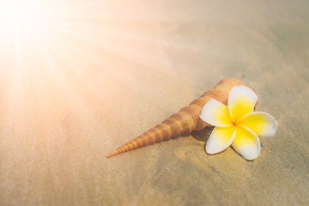 Plumeria flower and sea shell on the sand beach with sunlight.の写真素材