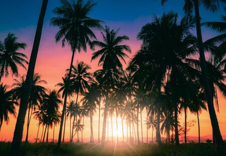 Silhouette coconut palm trees on beach at sunset. Vintage tone.の写真素材