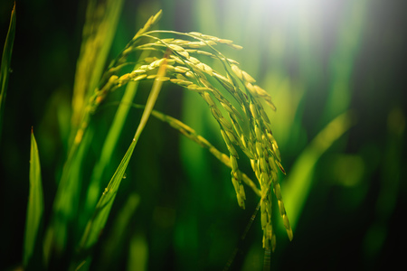 Close up paddy rice field with ray of lights on green background.の写真素材