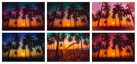 Collection image of Silhouette coconut palm tree on beach at sunset. Vintage tone.の写真素材