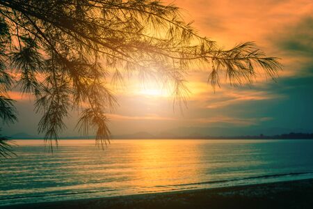 Silhouette trees on beach at sunset. Vintage tone.の写真素材