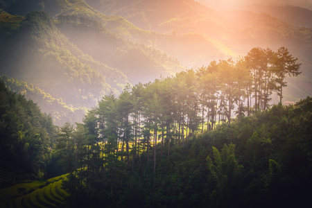 Pine tree on mountain near rice fields on terraced at sunrise in Mu Cang Chai, YenBai, Vietnam.の写真素材