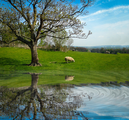 White sheep eating green grass near big tree on field with reflection on water.の写真素材