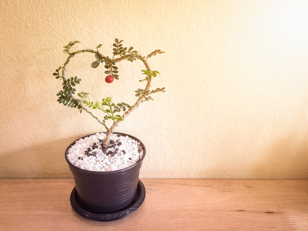 Heart shaped plant in a pot on wooden table. Vintage toneの写真素材