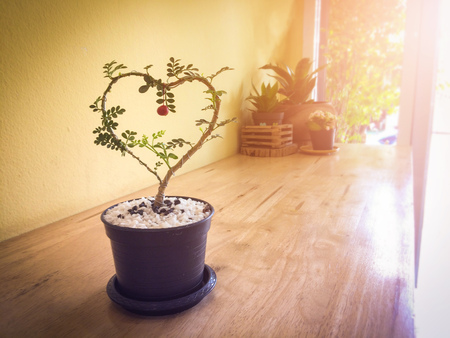 Heart shaped plant in a pot on wooden table. Vintage toneの写真素材