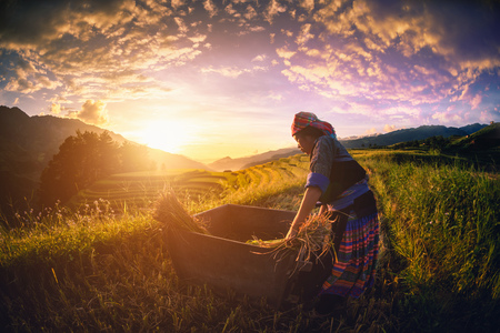 MU CANG CHAI, VIETNAM, September 21 , 2017:  Women farmers are harvesting rice in a field at sunset in Mu Cang Chai, northwestern Vietnam.のeditorial素材