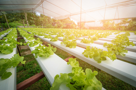 Green hydroponic organic salad vegetable in farm, Thailand. Selective focusの写真素材