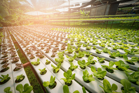 Green hydroponic organic salad vegetable in farm, Thailand. Selective focusの写真素材