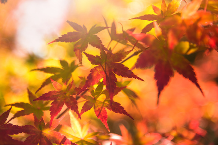 Autumn red and green Japanese maple leaf in garden with sunlight.