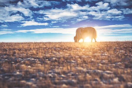 Yak ( Bos mutus) on grass field at sunset in Olkhon Island, Baikal, Russia.