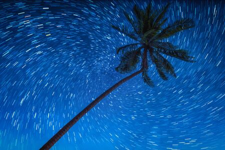 Coconut palm trees with star rail on night sky.