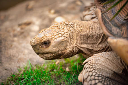 Close up turtles walking on grassの写真素材