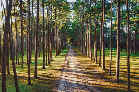 Pine tree at sunrise in Boa Keaw Silvicultural Research Station (Suan Son Boa Keaw), Chiang Mai, Thailand.の写真素材
