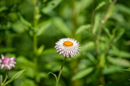 A closeup of straw flower or helichrysum bracteatum flowers on blurred background. Selective focusの写真素材