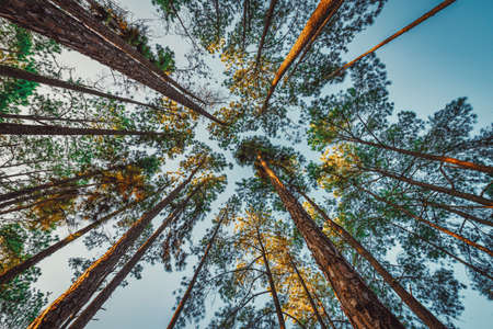 Pine tree at sunrise in Boa Keaw Silvicultural Research Station (Suan Son Boa Keaw), Chiang Mai,...