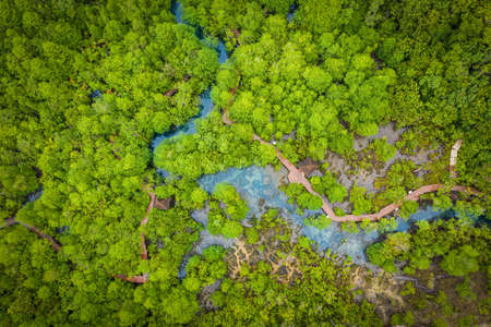 Aerial view image of Tha Pom Klong Song Nam mangrove forest or Emerald pool is unseen pool in...