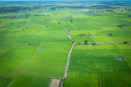 Aerial image of beautiful green paddy rice field and walkways in Thailand.の写真素材