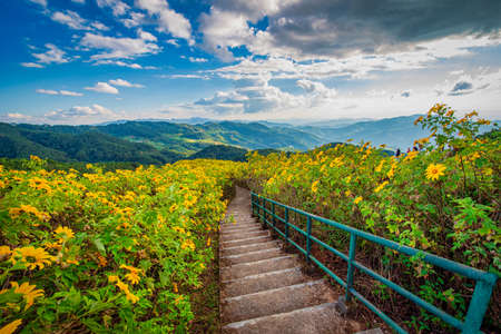 Mexican sunflower ( Tung Bua Tong flower) on blue sky at daytime in Mae Hong Son Province, Thailand.