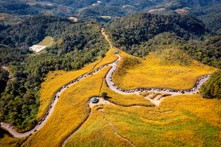 Aerial view of Mexican sunflower ( Tung Bua Tong flower) on mountain at sunset in Mae Hong Son...