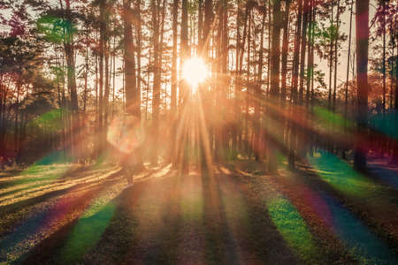Pine tree at sunrise in Boa Keaw Silvicultural Research Station (Suan Son Boa Keaw), Chiang Mai,...