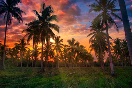 Silhouette coconut palm trees on garden at sunset. Vintage tone.の写真素材