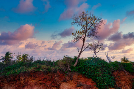 Tree on mountain with beautiful cloud at sunset