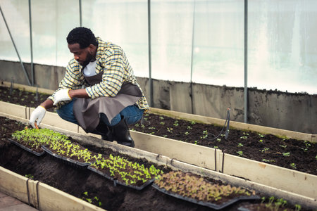 Portrait of Smiling African man farmer holding a crate of fresh plant at plantation in industrial greenhouse.の写真素材