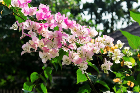 Bougainvillea flowers