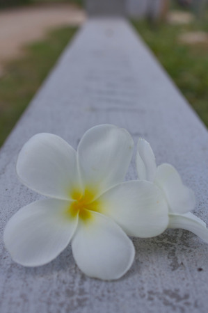 Plumeria plants are planted along the temples and parks to the peaceful and beautiful.の写真素材