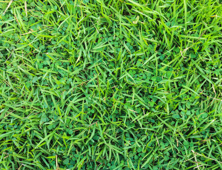 Green grass on the football field in a rural school.の写真素材