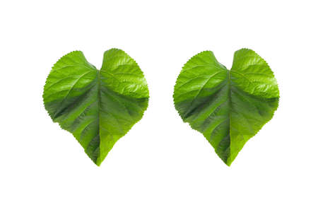 Green leaves on a white background.の写真素材