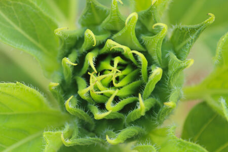 Green sunflower in the garden will bloom the next day.の写真素材