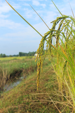 Golden rice paddies waiting harvest in the rural Thailand.の写真素材