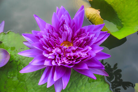 The Buddhist people would planted lotus for worship the Buddha.の写真素材
