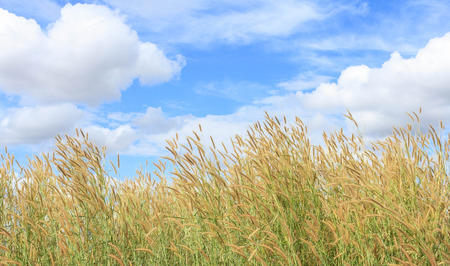 Meadows can be found online in Rural of Thailand.の写真素材