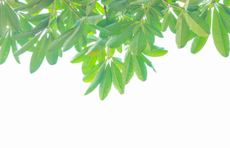Green leaves on a white background.の写真素材