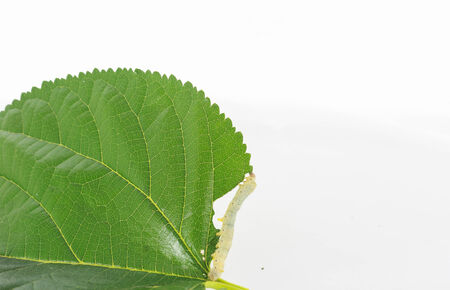 caterpillars eating mulberry leaves on a white background.の写真素材