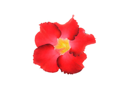 Impala Lily that is placed on a white background.の写真素材