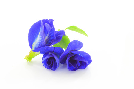 Butterfly Pea is qualified to be an antioxidant. The Butterfly Pea have a substance named Anthony Saiyan. (Anthocyanin) The application of this can help increase the performance of the eye. Add the ability to see.の写真素材