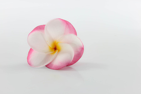 Plumeria flower placed on a white background.の写真素材