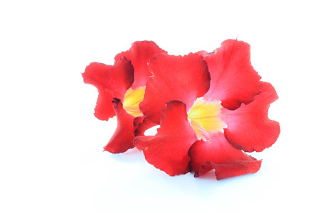 Impala Lily that is placed on a white background.の写真素材